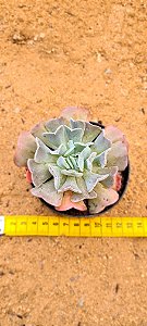 Echeveria swan lake
