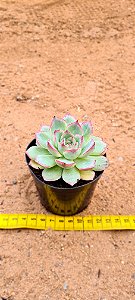 Echeveria silhouette