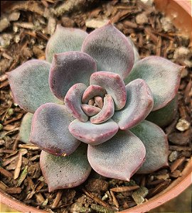 Echeveria purple stone