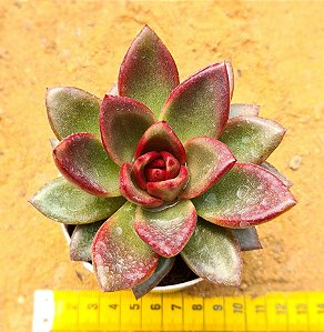 Echeveria abundant rose