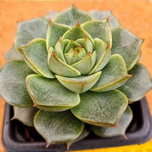 Echeveria fabiola