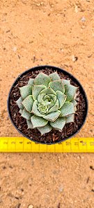 Echeveria fabiola