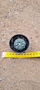 Astrophytum asterias