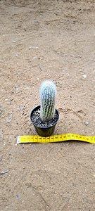 Cleistocactus strausii