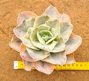Echeveria Japan moon river variegata