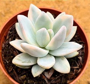 Echeveria Simonoasa variegata