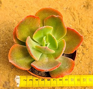 Echeveria Dorothy