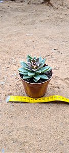 Sedum Ebracteatum