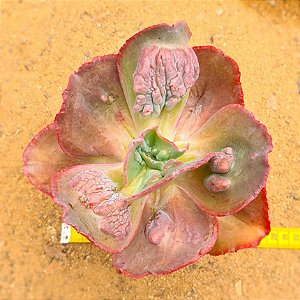 Echeveira Gibbiflora Copahue