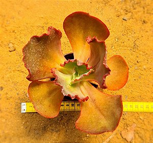 Echeveira Gibbiflora Copahue