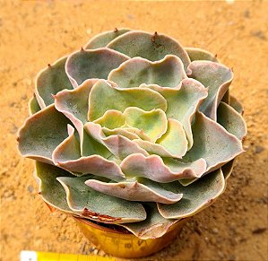 Echeveria Camisole