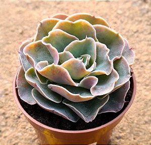Echeveria Camisole