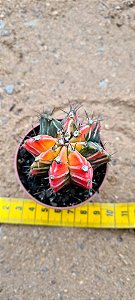 Gymnocalycium mihanovichii variegata