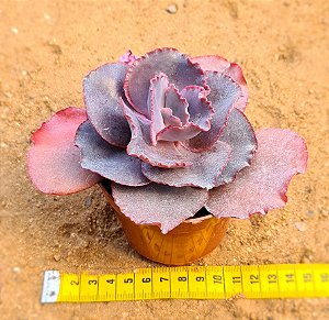 Echeveria Jane naylor