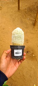 Espostoa cantaensis