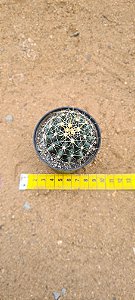 Hamathocactus sinuosus