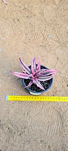 Cryptanthus brevittatus red
