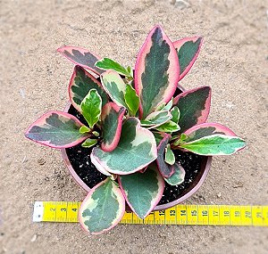 Peperomia clusiifolia tricolor