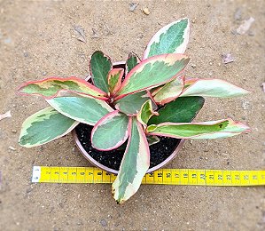 Peperomia clusiifolia tricolor