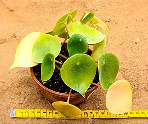 Peperomia polybotrya - raindrops