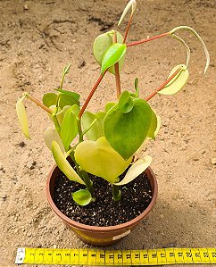 Peperomia polybotrya - raindrops