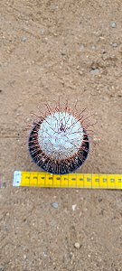 Mammillaria bombycina