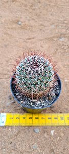 Mammillaria discolor