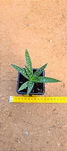 Lebedouria pauciflora  scilla verde