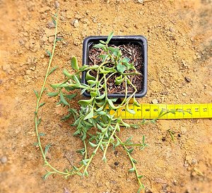 Senecio peregrinus - Suculenta "colar-de-golfinhos"