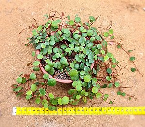 Peperomia rotundifolia
