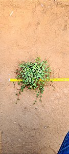 Peperomia rotundifolia