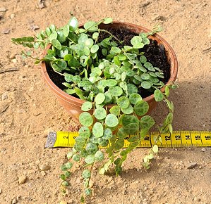 Peperomia prostrata - "Peperomia colar-de-tartaruga"