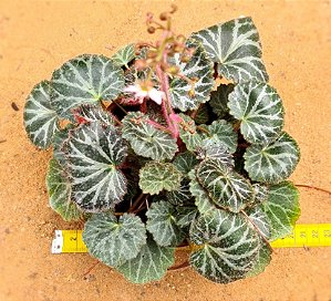 Saxifraga stolonifera