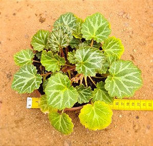 Saxifraga stolonifera