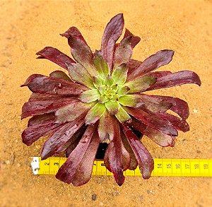 Aeonium cherry dreans - produto frágil para envio