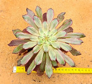 Aeonium cherry dreans - produto frágil para envio