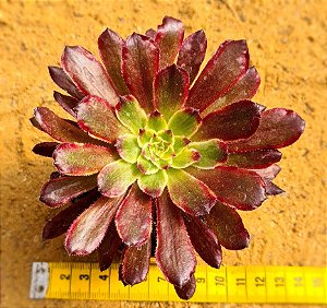 Aeonium cherry dreans - produto frágil para envio