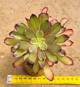 Aeonium cherry dreans - produto frágil para envio
