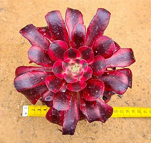 Aeonium medusa - produto frágil para envio