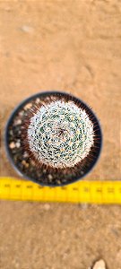 Mammillaria lanata