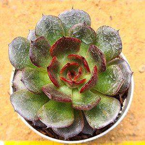 Echeveria black tan