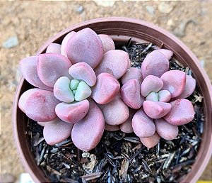 Graptoveria polaris heart