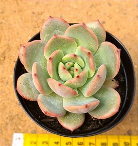 Echeveria madonna