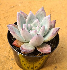 Echeveria colorata roof