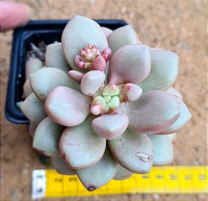 Graptopetalum amethystinum red