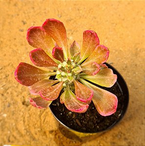 Monadenium stapeliads white