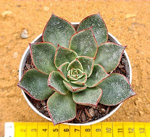 Echeveria paso doble