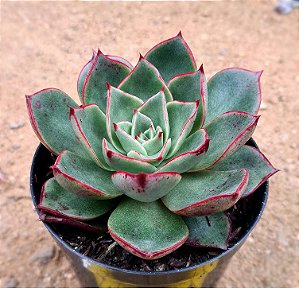 Echeveria paso doble