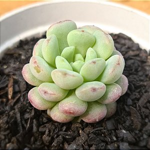 Echeveria cute bean