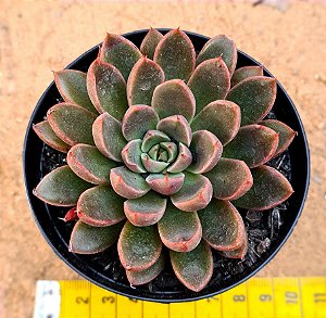 Echeveria obscuris